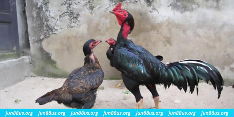 hit club win casino hồ tràm có cho người việt vào không